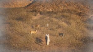 Як виконати завдання “Кіт і гарячка” у новому оновленні Hexi гри Where Winds Meet